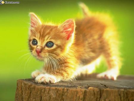 chat